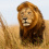Masai lion