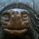Morla the Ancient One