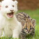 Ocelot