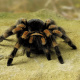 Mexican redknee tarantula