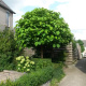 Catalpa bungei