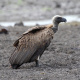 White-backed vulture