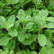 Marjoram