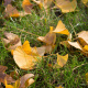 Ginkgo Biloba