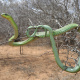 African savanna