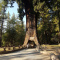 Chandelier Tree