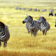 Wildebeest