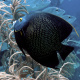 Gorgonian sea plume