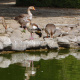 Egyptian goose