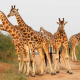 Rothschild giraffe