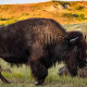 American bison