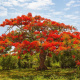 Delonix regia