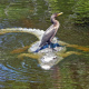 Double-crested cormorant