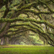 Charleston Lowcountry