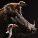 Pumbaa