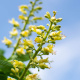 Yellow Buckeye