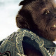 Crystal the Monkey