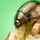 Rosemary leaf beetle