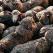 Merino
