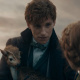 Newt Scamander