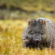 Tasmania