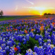 Indian paintbrush