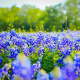 Texas