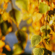 Birch Tree