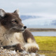 Arctic fox