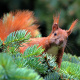 Eurasian red squirrel