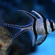 Banggai cardinalfish