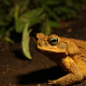 Cane toad