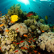 Red Sea