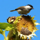 Black-capped chickadee