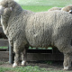 Merino
