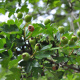 Crataegus