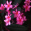Plumeria rubra