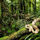 Amazon rainforest