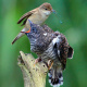 Reed warbler