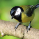 Great tit