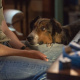 Australian Shepherd