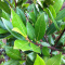 Bay Leaves
