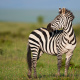 Plains zebra
