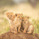 Serengeti