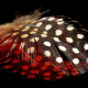 Guinea Fowl