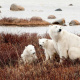 Hudson Bay