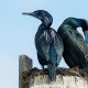 Brandt's cormorant