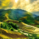 Mu Cang Chai