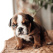 English Bulldog