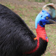 Northern cassowary